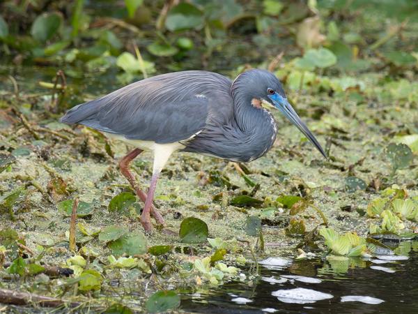 Tricolored heron (Egretta tricolor)